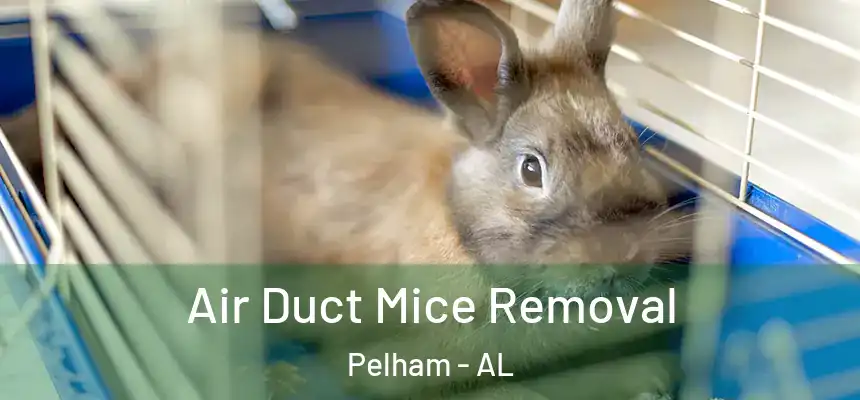  Air Duct Mice Removal Pelham - AL